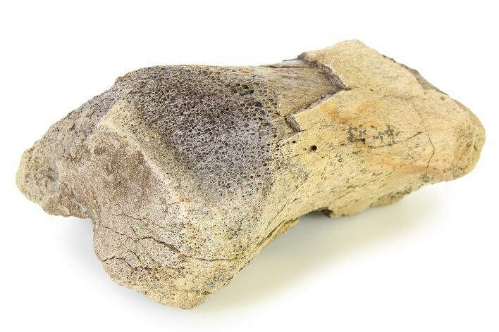 Fossil Ornithischian Dinosaur Partial Phalanx Bone - Montana #316405